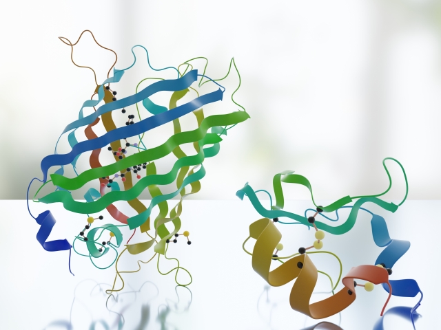 タンパク質のインメージ