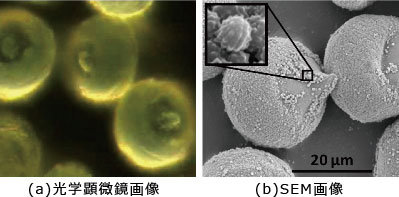 光学顕微鏡とSEM の画像比較